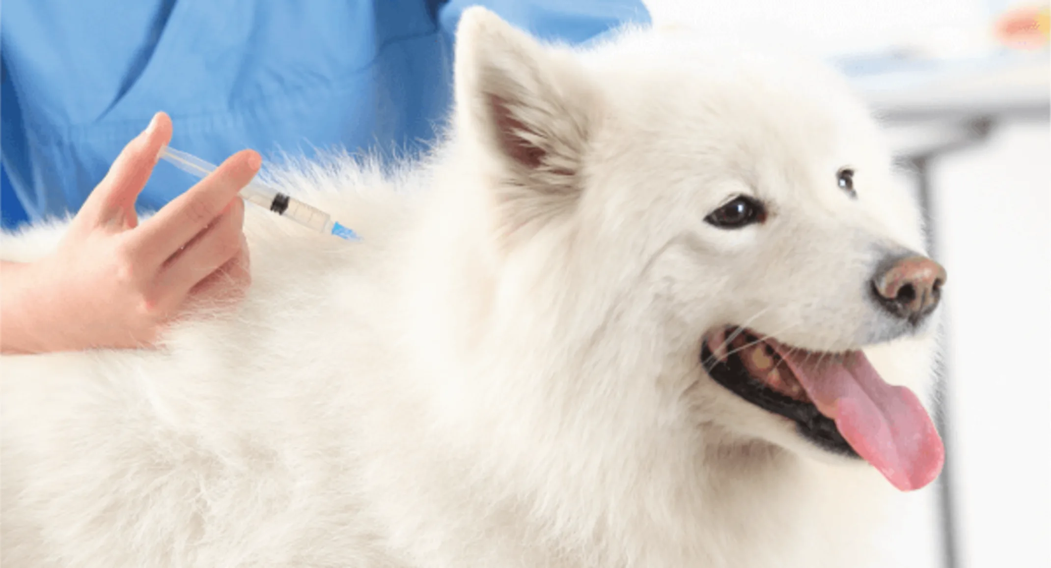 White fluffy dog is on a table where he or she is about to get vaccinated by a staff member.